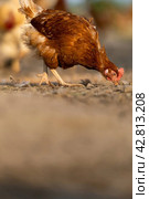 Hen in a farmyard. Стоковое фото, фотограф Viktor Cap / PantherMedia / Фотобанк Лори