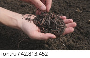 Earthworms in a farmer's hand close-up. Bait. Fishing with a worm. Background. Video 4K. Стоковое видео, видеограф Дмитрий Кобзев / Фотобанк Лори