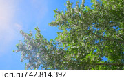 Poplar fluff falls from a tree against the backdrop of the bright sun and blue sky. Allergenic poplar pollen. Стоковое видео, видеограф Дмитрий Кобзев / Фотобанк Лори