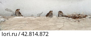 Gray flycatcher chicks have emerged from the nest and are sitting not far from it on the ledge of a concrete wall. Panorama. Background with gray flycatcher chicks. Стоковое фото, фотограф Бузмакова Светлана / Фотобанк Лори