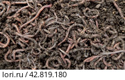 Earthworms in fertilized soil on a farm close-up. Worm for fishing. Loosening the soil by animals for agriculture. Video 4K. Стоковое видео, видеограф Дмитрий Кобзев / Фотобанк Лори