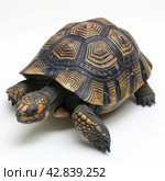 Radiated Tortoise on a White Background. Стоковое AI-изображение, AI-художник Кирилл Черезов / Фотобанк Лори