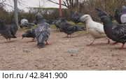 Wild pigeons walk along the paths of the park in search of food. Стоковое видео, видеограф Ярославский Максим / Фотобанк Лори