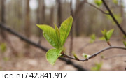 A young green roscoe on a bush shakes in the spring wind. Стоковое видео, видеограф Ярославский Максим / Фотобанк Лори