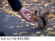 Серая белка с коричневыми лапами и ушами и пушистым хвостом сидит на земле и грызет орех взятый с руки человека  в городском парке. Стоковое фото, фотограф Pukhov K / Фотобанк Лори