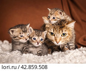Много красивых британских котят вместе на коричневом фоне. Стоковое фото, фотограф Останина Екатерина / Фотобанк Лори