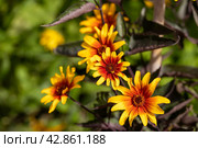 The red and orange false sunflower, Heliopsis helianthoides 'Bleeding Hearts' in bloom. Стоковое фото, фотограф Ольга Сейфутдинова / Фотобанк Лори