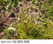 Южный Урал, цветущий кипрей мелкоцветковый (Epilobium parviflorum) у воды. Southern Urals, flowering hoary willowherb (Epilobium parviflorum) near the water. Стоковое фото, фотограф Евгений Романов / Фотобанк Лори