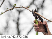 Spring work in the garden. The gardener's hand with a pruner. Pruning raspberry and blackberry bushes with pruning shears. Cottage and vegetable garden, gardening, bush care. Стоковое фото, фотограф Photojuli / Фотобанк Лори
