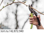 Spring work in the garden. The gardener's hand with a pruner. Pruning raspberry and blackberry bushes with pruning shears. Cottage and vegetable garden, gardening, bush care. Стоковое фото, фотограф Photojuli / Фотобанк Лори