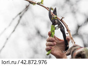 Spring work in the garden. The gardener's hand with a pruner. Pruning raspberry and blackberry bushes with pruning shears. Cottage and vegetable garden, gardening, bush care. Стоковое фото, фотограф Photojuli / Фотобанк Лори
