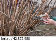 Spring work in the garden. The gardeners hand with a pruner. Pruning hydrangea bushes with pruning shears. Cottage and garden, gardening, flower care. Стоковое фото, фотограф Photojuli / Фотобанк Лори