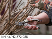 Spring work in the garden. The gardeners hand with a pruner. Pruning hydrangea bushes with pruning shears. Cottage and garden, gardening, flower care. Стоковое фото, фотограф Photojuli / Фотобанк Лори