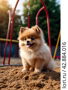 Fluffy puppy of Small German Pomeranian on dog playground, sitting, looking away. White funny playful doggy German Spitz dog playing on walk in nature, outdoors. Pet love concept. Copy ad text space. Стоковое AI-изображение, AI-художник Aleksandr Golubev / Фотобанк Лори