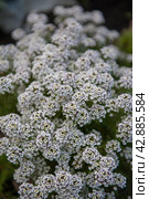 Alyssum flowers, with a shallow depth of field. Стоковое фото, фотограф Jan Jack Russo Media / Фотобанк Лори