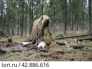 Picea abies, Norway spruce or European spruce. Fir is large, fast-growing evergreen coniferous tree. Fallen spruce with roots. Hurricanes cause maximum damage to old fir trees. Dying spruce forest. Стоковое фото, фотограф Юлия Петровская / Фотобанк Лори