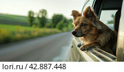 A happy dog hangs out the car window while traveling with its owner. Стоковое AI-изображение, AI-художник Ярославский Максим / Фотобанк Лори