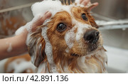 Dog in the bathroom enjoying grooming. Стоковое AI-изображение, AI-художник Юрий Поздников / Фотобанк Лори
