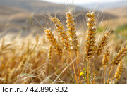 Shavuot, Pentecost is a holiday in Judaism. Стоковое AI-изображение, AI-художник Ирина Ручушкина / Фотобанк Лори