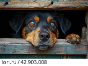 Unhappy dog peeks out of a crack in a wooden booth at a shelter. Стоковое AI-изображение, AI-художник Анна Кривицкая / Фотобанк Лори