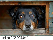 Unhappy dog peeks out of a crack in a wooden booth at a shelter. Стоковое AI-изображение, AI-художник Анна Кривицкая / Фотобанк Лори