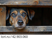 Unhappy dog peeks out of a crack in a wooden booth at a shelter. Стоковое AI-изображение, AI-художник Анна Кривицкая / Фотобанк Лори