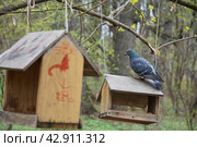 A large blue pigeon sits on a small bird feeder in the park in spring. The chosen focus. Большой сизый голубь сидит на маленькой кормушке для птиц в парке весной. Выбранный фокус. Стоковое фото, фотограф Ярославский Максим / Фотобанк Лори