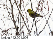 Yellow bird is on the branch. The Eurasian siskin, male. Стоковое фото, фотограф EugeneSergeev / Фотобанк Лори