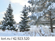 Snow-covered City Park in a winter park in Moscow, Russia. Стоковое фото, фотограф Володина Ольга / Фотобанк Лори