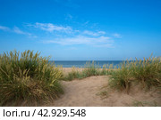 Grass bushes on a sand dune near the beach on the Baltic Sea coast in the village of Yantarny, Kaliningrad region, Russia. Стоковое фото, фотограф Ula Ulachka / Фотобанк Лори