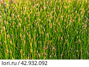 close-up of a glade overgrown with spike-rush. Стоковое фото, фотограф Алексей Яговкин / Фотобанк Лори