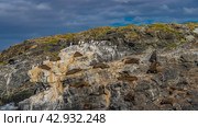 group of sea lions lies on the slope of a rocky islet. Cormorants are sitting on cliffs. Sparse grassy vegetation. Clouds in the blue sky. Isla de los lobos. Argentina. Patagonia. Стоковое фото, фотограф Вера Ивановна Кубарева / Фотобанк Лори