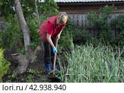 Прополка сорняков на садовом участке weed weeding on the garden site. Стоковое фото, фотограф Людмила Ефимова / Фотобанк Лори