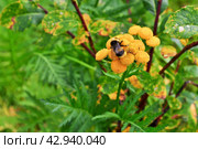 Bumblebee on a yellow flower. Стоковое фото, фотограф Сергей Дрозд / Фотобанк Лори