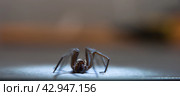 The house spider Tegenaria domestica is a species of spider from the funnel web family (Agelenidae), a close relative of the American house spider Tegenaria agrestis. Стоковое фото, фотограф Evgenii Predibailo / Фотобанк Лори