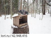 Hanging homemade feeder or platform for feeding birds and squirrels in winter and spring during hungry times. Feeders for birds and squirrels in a forest or city park. The pigeon is eating. Стоковое фото, фотограф Юлия Петровская / Фотобанк Лори
