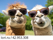 Comical Alpacas close up in a cozy farmyard, wearing sunglasses. Стоковое AI-изображение, AI-художник Александр Довянский / Фотобанк Лори