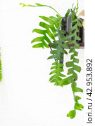 Marniera chrysocardium epiphyllum is a forest cactus on a shelf in the shape of a house on a white brick wall. Home potted plant in the interior. Стоковое фото, фотограф Ольга Симонова / Фотобанк Лори