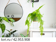 Fluffy fern in a white loft-style interior. Nephrolepis Marisa is a varietal ornamental fern. Стоковое фото, фотограф Ольга Симонова / Фотобанк Лори