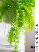 Fluffy fern in a white loft-style interior. Nephrolepis Marisa is a varietal ornamental fern. Стоковое фото, фотограф Ольга Симонова / Фотобанк Лори