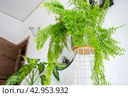 Fluffy fern in a white loft-style interior. Nephrolepis Marisa is a varietal ornamental fern. Стоковое фото, фотограф Ольга Симонова / Фотобанк Лори