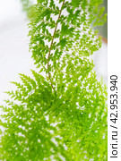 Close-up Fluffy fern leaf in a white loft-style interior. Nephrolepis Marisa is a varietal ornamental fern. Стоковое фото, фотограф Ольга Симонова / Фотобанк Лори
