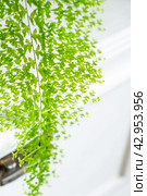 Close-up Fluffy fern leaf in a white loft-style interior. Nephrolepis Marisa is a varietal ornamental fern. Стоковое фото, фотограф Ольга Симонова / Фотобанк Лори