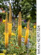Eremurus Cleopatra Foxtail Lily in flowers garden. Стоковое фото, фотограф Ольга Сейфутдинова / Фотобанк Лори