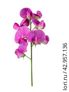 Pink and purple sweet pea flower, Lathyrus Odoratus, isolated on white background. Стоковое фото, фотограф Борис Лукьянов / Фотобанк Лори
