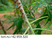 Капли сока дерева йода (Ятрофа рассеченная, lat. Jatropha multifida) на ферме специй на тропическом острове Занзибар в Танзании, Nobody (2024 год). Стоковое фото, фотограф Елизавета Корнилова / Фотобанк Лори