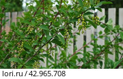 Shrub with green leaves of barberry tunberg and buds in spring. Flower buds of berberis on a branch close up. Easy movement from the wind. Darwin’s barberry branch with buds of flowers. Стоковое видео, видеограф Марина Демидюк / Фотобанк Лори