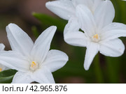 Lucile's glory-of-the-snow (Scilla luciliae) flowers, close up. Стоковое фото, фотограф Александр Курлович / Фотобанк Лори