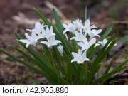Lucile's glory-of-the-snow (Scilla luciliae) flowers, close up. Стоковое фото, фотограф Александр Курлович / Фотобанк Лори