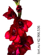 Burgundy gladiolus. Стоковое фото, фотограф Винокуров Александр / Фотобанк Лори